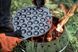 Форма для пофертьє чавунна Petromax Poffertjes Pan 51634 фото 5
